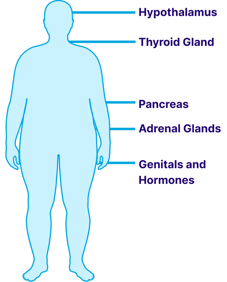 Key components of the endocrine system