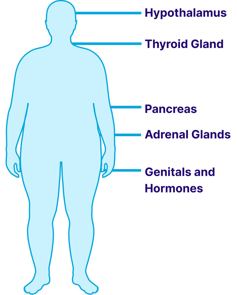 Key components of the endocrine system